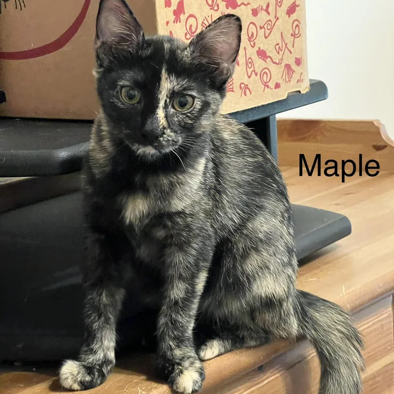 Maple thumbnail 4