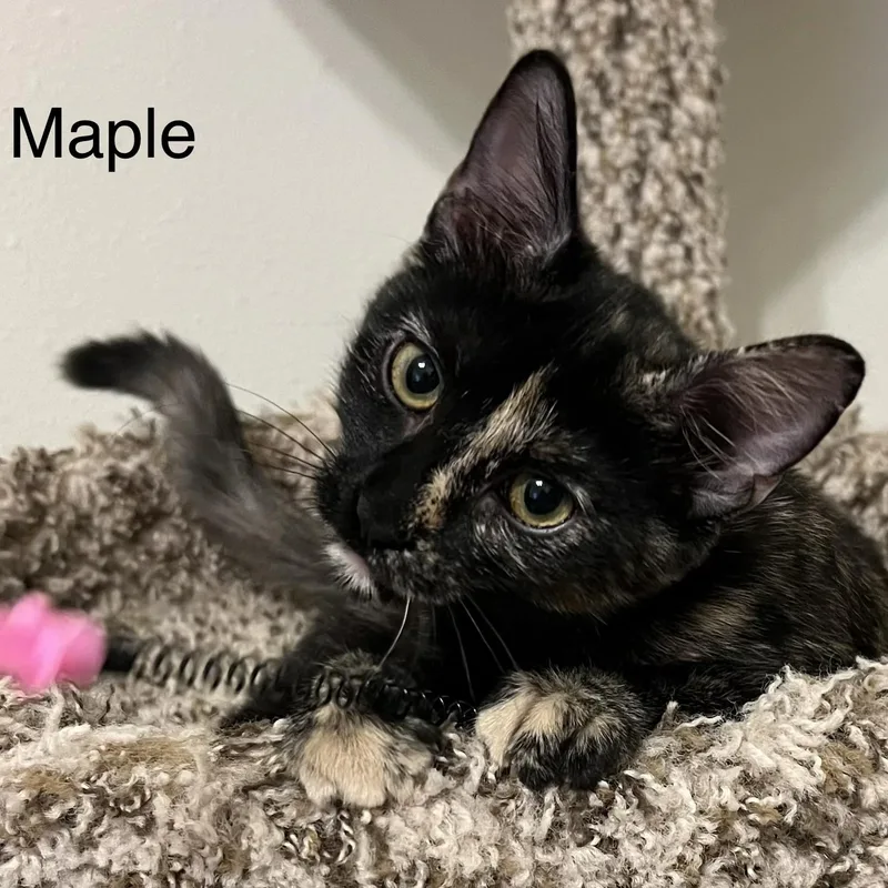 Maple thumbnail 5
