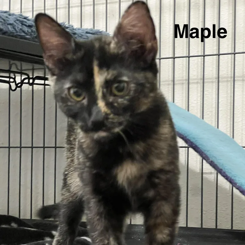 Maple thumbnail 6