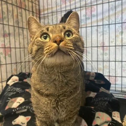 A young medium-sized male Tabby (Brown / Chocolate) Domestic Short Hair cat named Ash for adoption in Grass Valley, CA