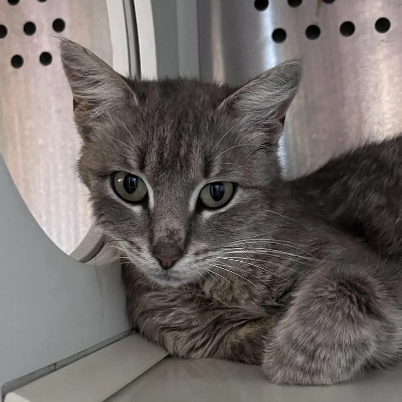An adult medium-sized female Gray / Blue / Silver Domestic Short Hair cat named Ape for adoption in Washburn, MO