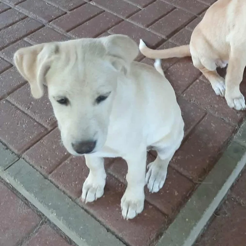 A baby medium-sized female Yellow / Tan / Blond / Fawn Labrador Retriever dog named Layla for adoption in Foley, AL