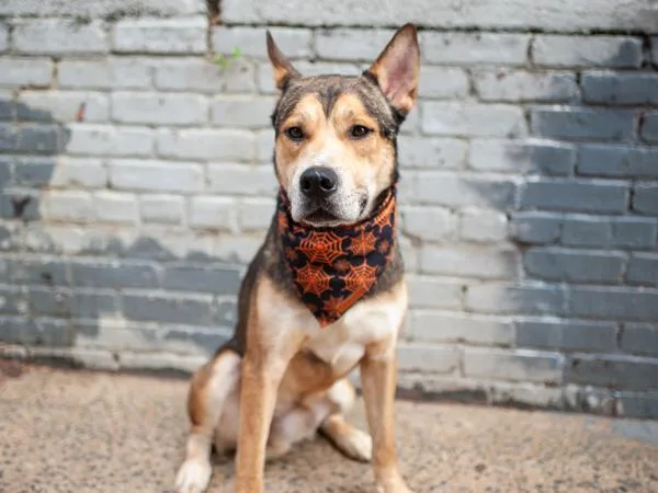 An adult medium-sized male Mixed Breed dog named Juan Pawblo for adoption in New York, NY