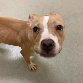 A young medium-sized female Yellow / Tan / Blond / Fawn Pit Bull Terrier dog named Dovey for adoption in Lynchburg, VA