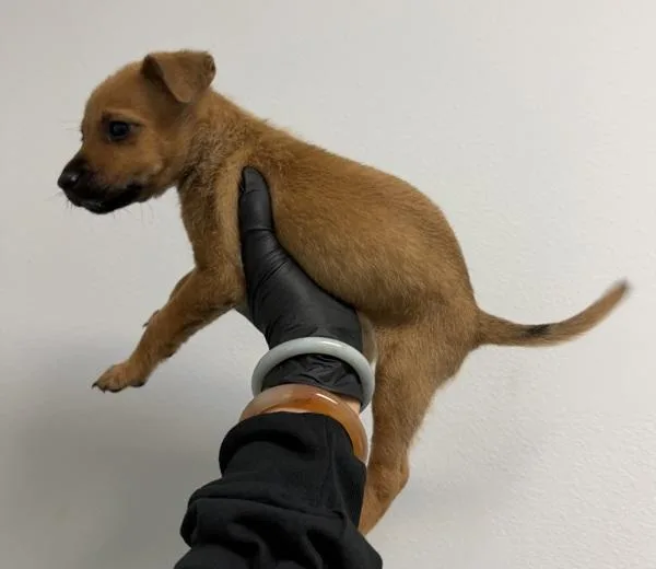 A baby small-sized female Shepherd dog named Jackie for adoption in San Diego, CA