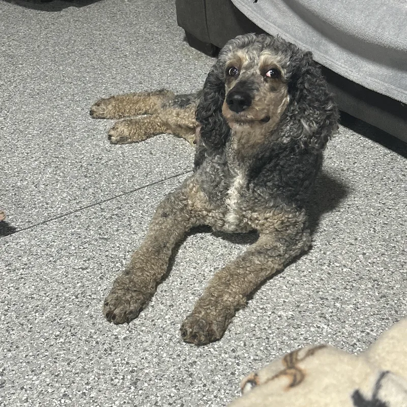 Fancy. Perfect family dog thumbnail 2