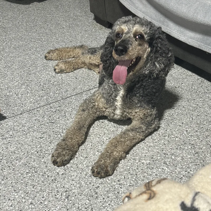 Fancy. Perfect family dog thumbnail 3