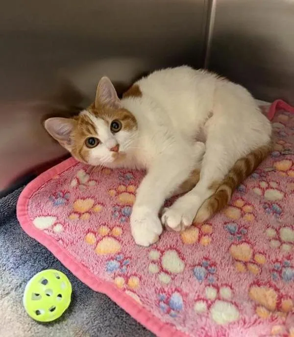 A young medium-sized female Domestic Short Hair cat named Heather for adoption in Great Falls, MT