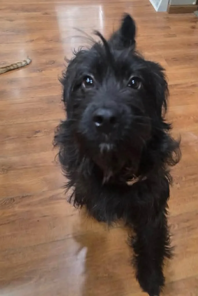 An adult medium-sized female Black Australian Shepherd dog named Bella for adoption in Grand Forks, ND