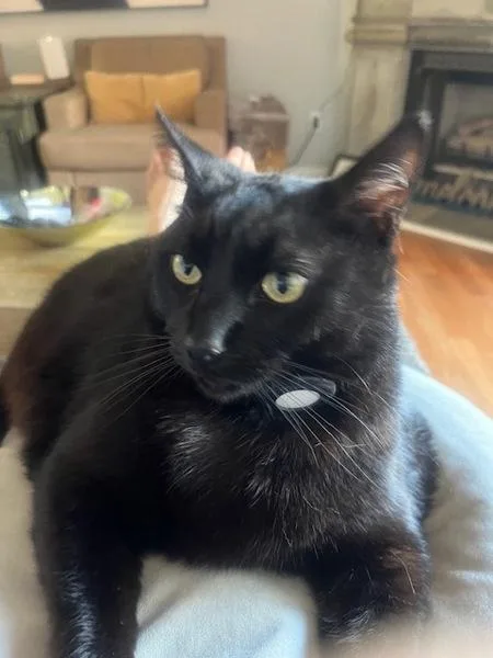 An adult large-sized male Domestic Short Hair cat named Sherlock for adoption in San Diego, CA