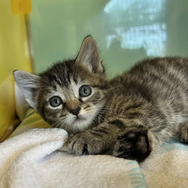 A baby small-sized female Brown / Chocolate Domestic Short Hair cat named Nabi for adoption in Abilene, TX