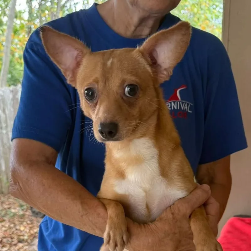 A young small-sized male Yellow / Tan / Blond / Fawn Chihuahua dog named Buddy for adoption in Alexandria, VA