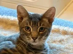 A young medium-sized male Tabby (Gray / Blue / Silver) Domestic Short Hair cat named Tobias for adoption in Hawthorne, NJ