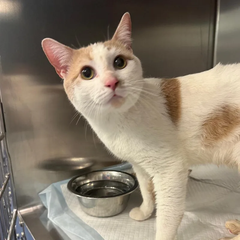 An adult medium-sized male Orange / Red Domestic Short Hair cat named Mink for adoption in Greensboro, NC
