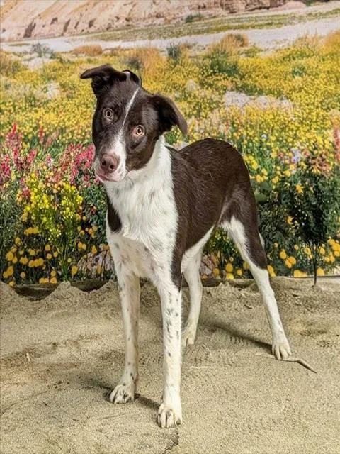 A young medium-sized female Border Collie dog named Harper for adoption in Thousand Palms, CA