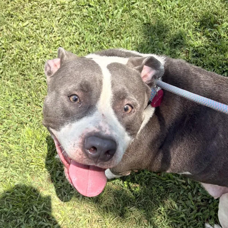 An adult large-sized female Gray / Blue / Silver Mixed Breed dog named Khloe for adoption in Greenville, SC