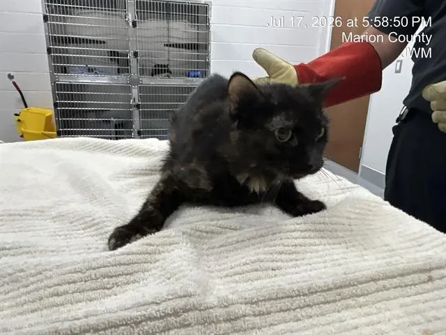 A young small-sized female Domestic Short Hair cat named Gimli for adoption in Ocala, FL