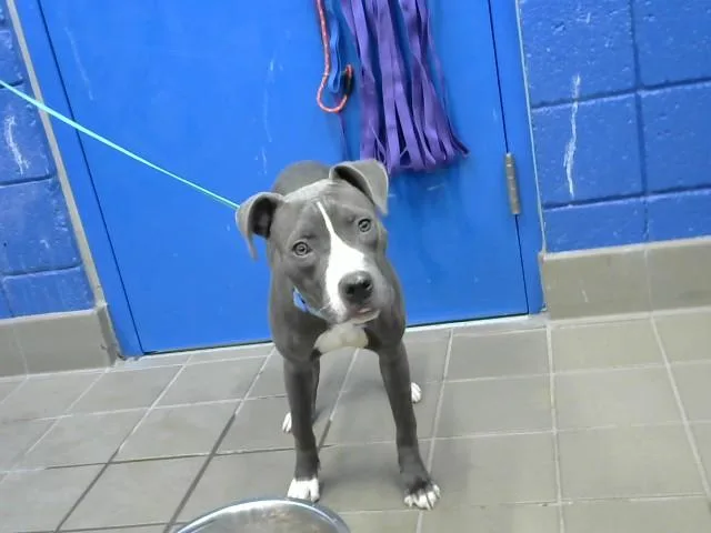 A young medium-sized female Pit Bull Terrier dog named Jori for adoption in Albuquerque, NM