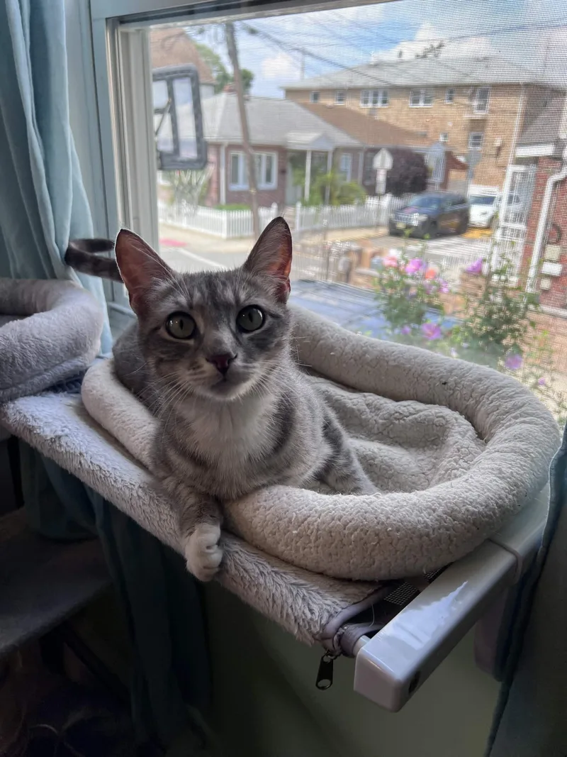 An adult medium-sized female Tabby (Gray / Blue / Silver) American Shorthair cat named Bernadette for adoption in Florham Park, NJ