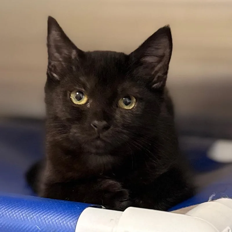 A baby small-sized female Domestic Short Hair cat named Anna for adoption in Cumming, GA