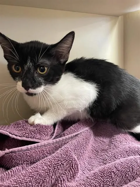 A baby small-sized female Domestic Short Hair cat named Wilma for adoption in Thousand Palms, CA