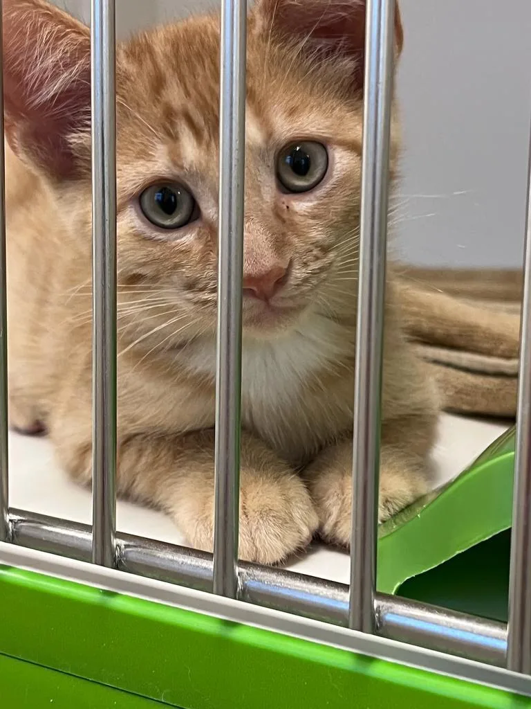 A baby small-sized male Domestic Short Hair cat named Bowie for adoption in Greenfield, IN