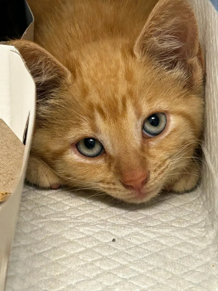 Bowie thumbnail 2