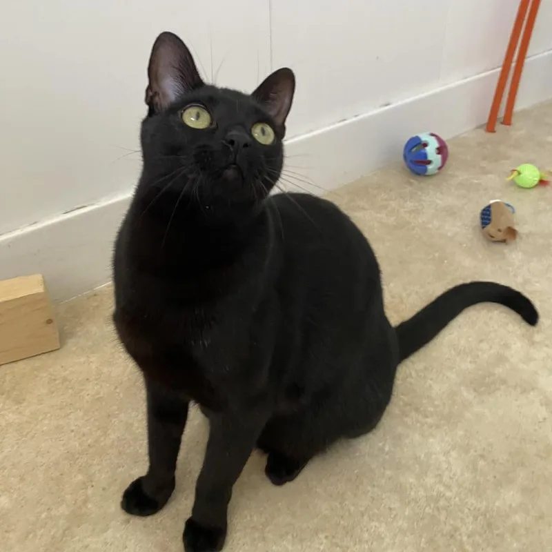 A young medium-sized male Black Domestic Short Hair cat named Junebug for adoption in Green Bay, WI