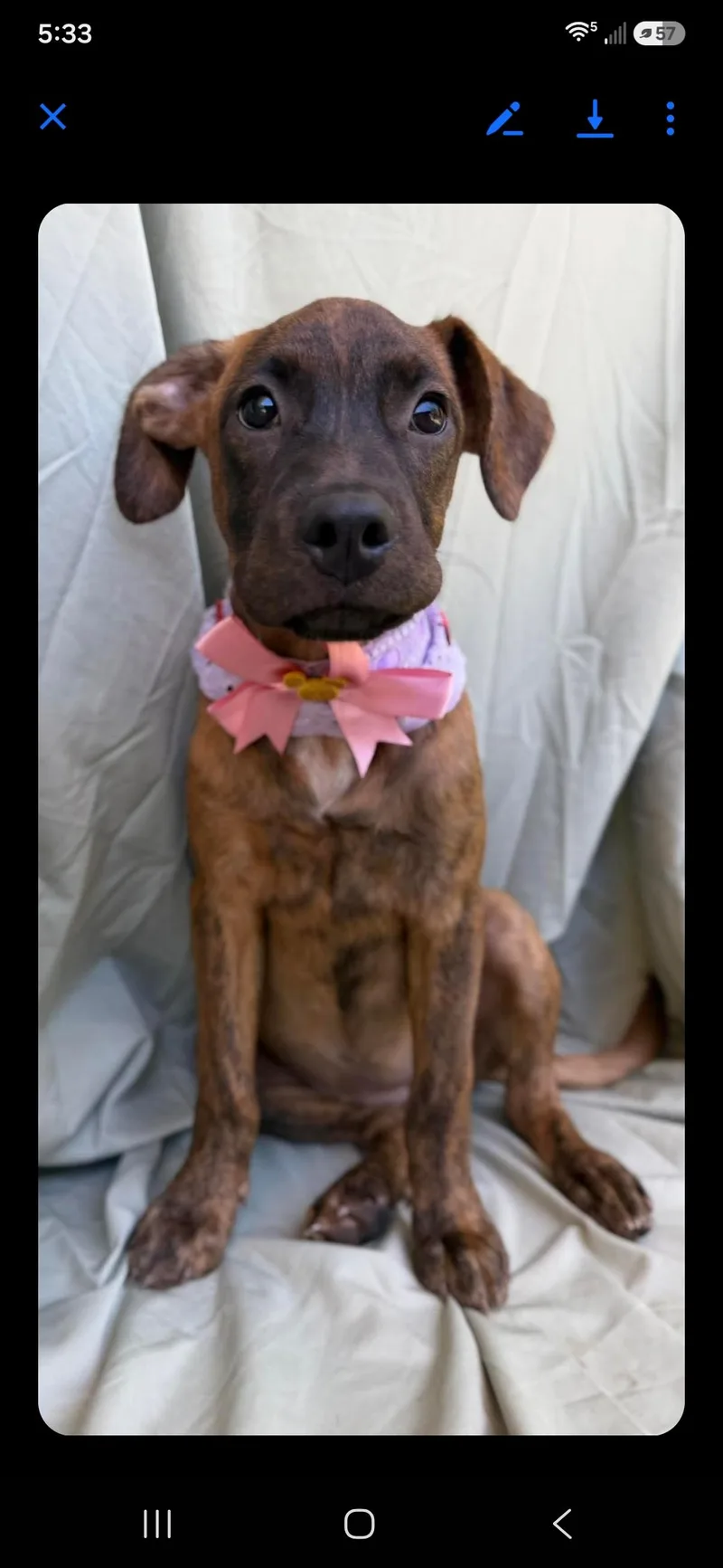 A baby medium-sized female Labrador Retriever dog named Bella for adoption in New York, NY