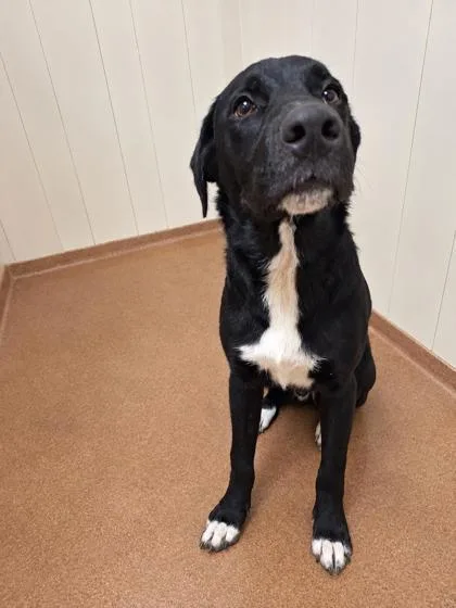 A young medium-sized male Black Labrador Retriever dog named Freddy for adoption in Winfield, KS