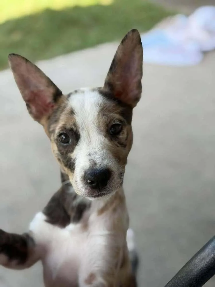 A baby medium-sized female Terrier dog named Pearl for adoption in Saugus, MA