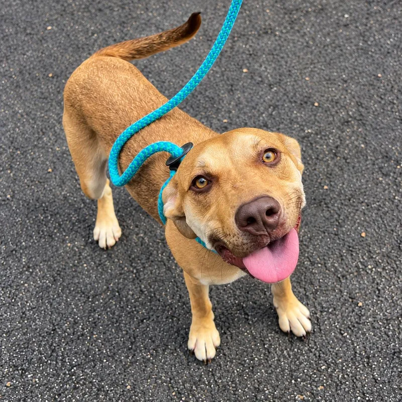 A baby large-sized female Red / Chestnut / Orange Mixed Breed dog named Yuki for adoption in House Springs, MO