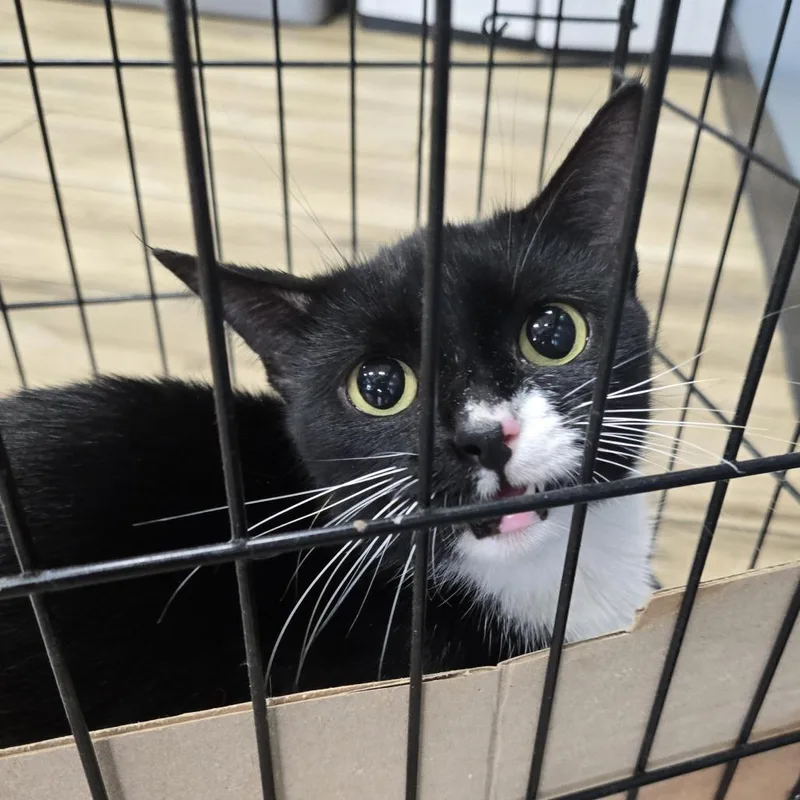 A baby small-sized female Black Domestic Short Hair cat named Journey for adoption in Newark, NJ