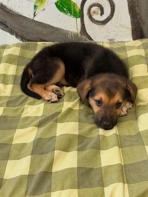 A baby medium-sized male Mixed Breed dog named Roscoe for adoption in Brookhaven, MS