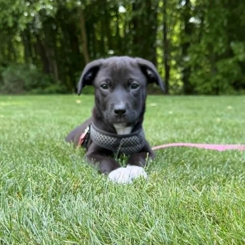 A baby small-sized male Black Mixed Breed dog named Roy for adoption in West Olive, MI