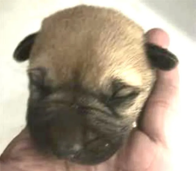 A baby small-sized male Belgian Shepherd / Malinois dog named Rolo for adoption in Houston, TX