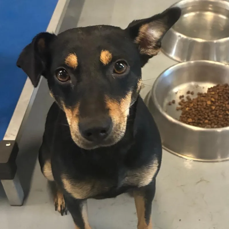 An adult medium-sized female Black Miniature Pinscher dog named Sarah for adoption in Falls Church, VA