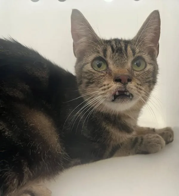 A baby medium-sized male Domestic Short Hair cat named Truffle for adoption in Staten Island, NY