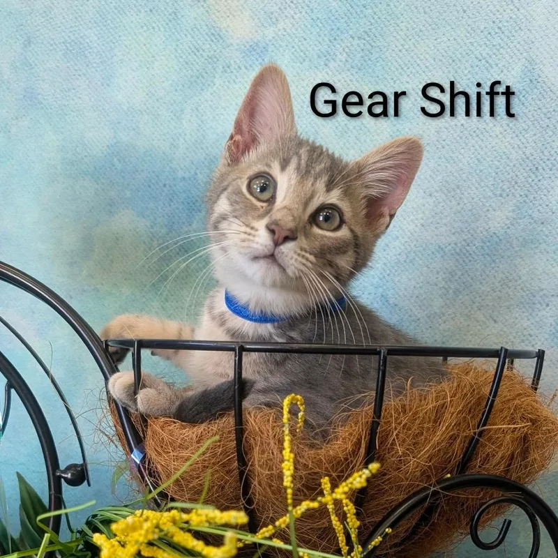 Gear Shift thumbnail 2