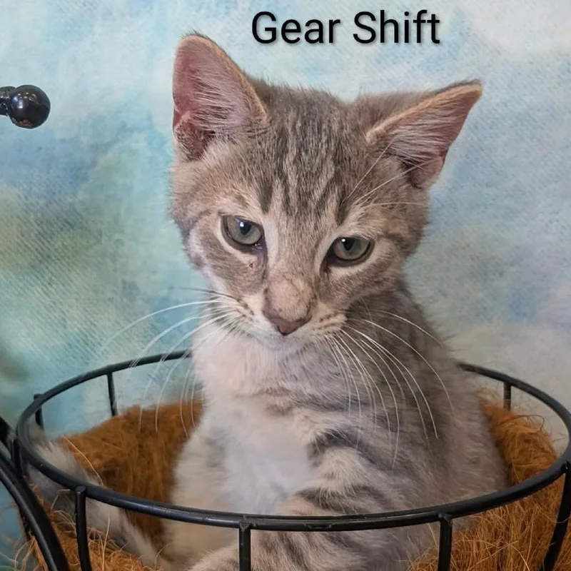 Gear Shift thumbnail 3