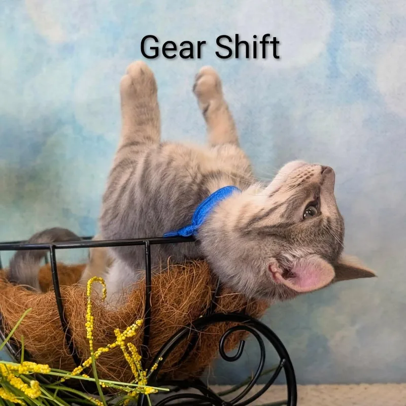 Gear Shift thumbnail 4