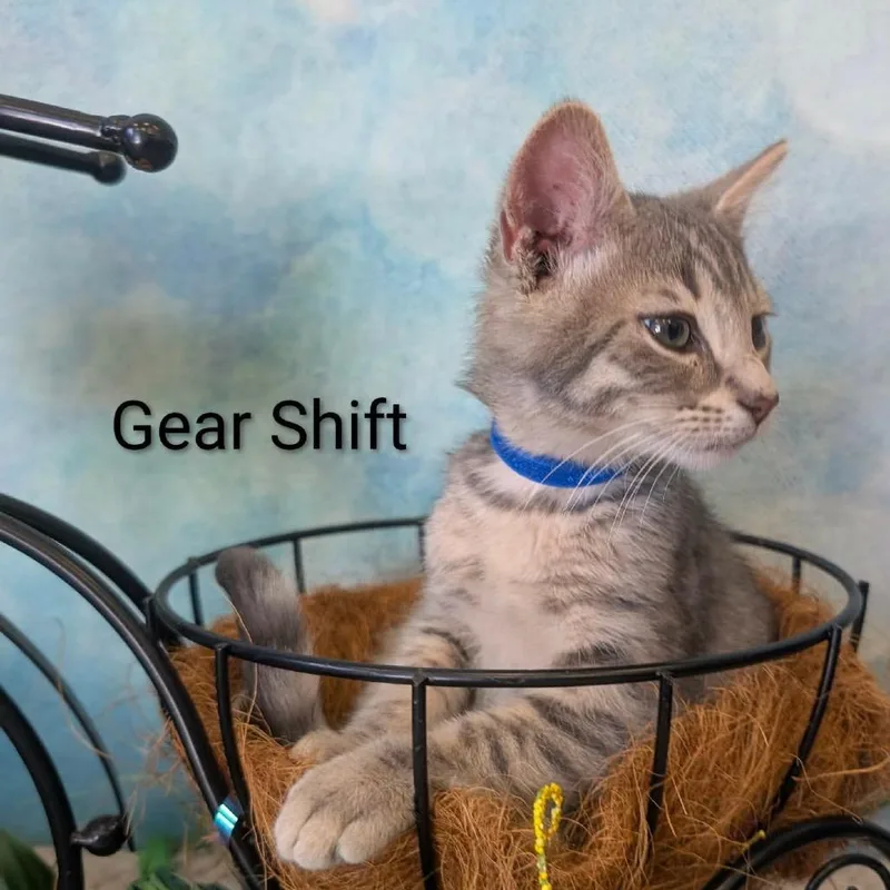 Gear Shift thumbnail 5