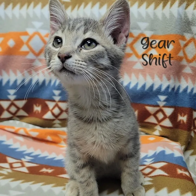 Gear Shift thumbnail 6