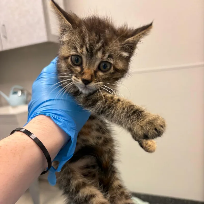 A baby small-sized female Gray / Blue / Silver Domestic Short Hair cat named Hemi for adoption in Columbiana, AL