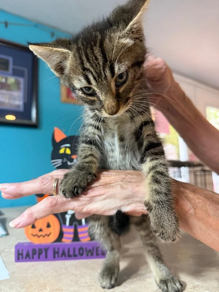 A baby small-sized male Domestic Short Hair cat named Binx for adoption in Crocker, MO