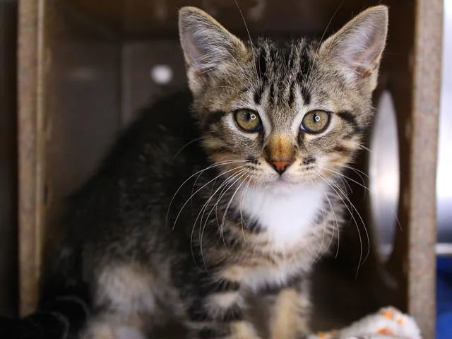 A baby small-sized male Domestic Short Hair cat named Expo for adoption in Tallahassee, FL