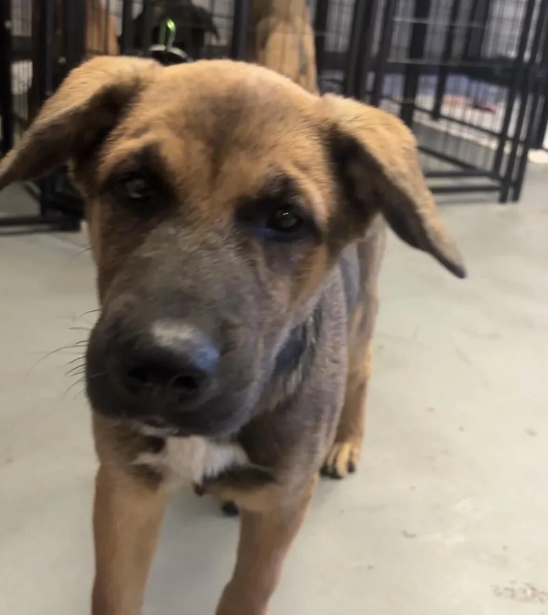 A baby large-sized male Shepherd dog named Autumn for adoption in Van Nuys, CA