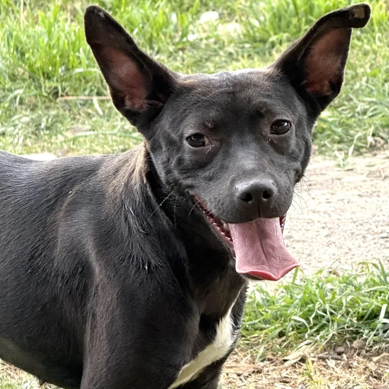 A young medium-sized female Rat Terrier dog named Hayley for adoption in Krum, TX