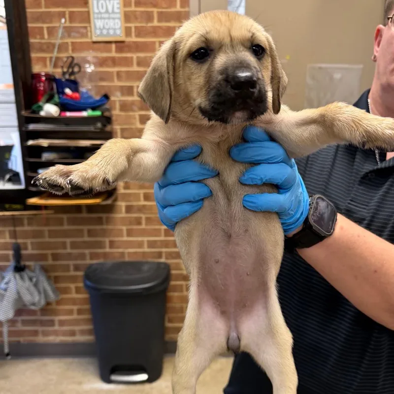A baby small-sized female Retriever dog named Naomi for adoption in Birmingham, AL