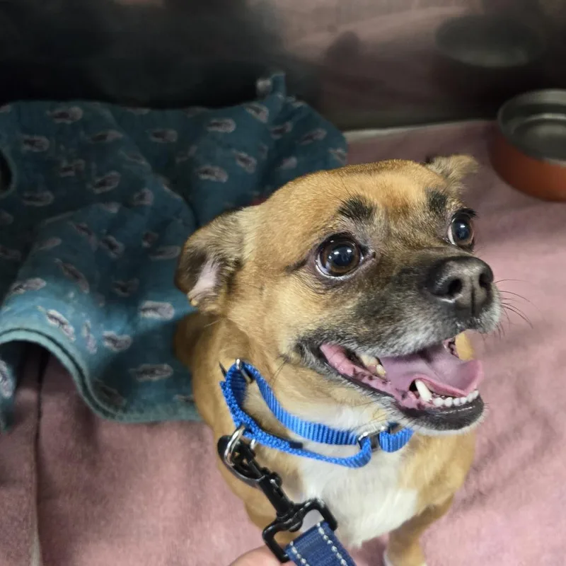 An adult small-sized male Yellow / Tan / Blond / Fawn Chihuahua dog named Toby for adoption in Lake Panasoffkee, FL